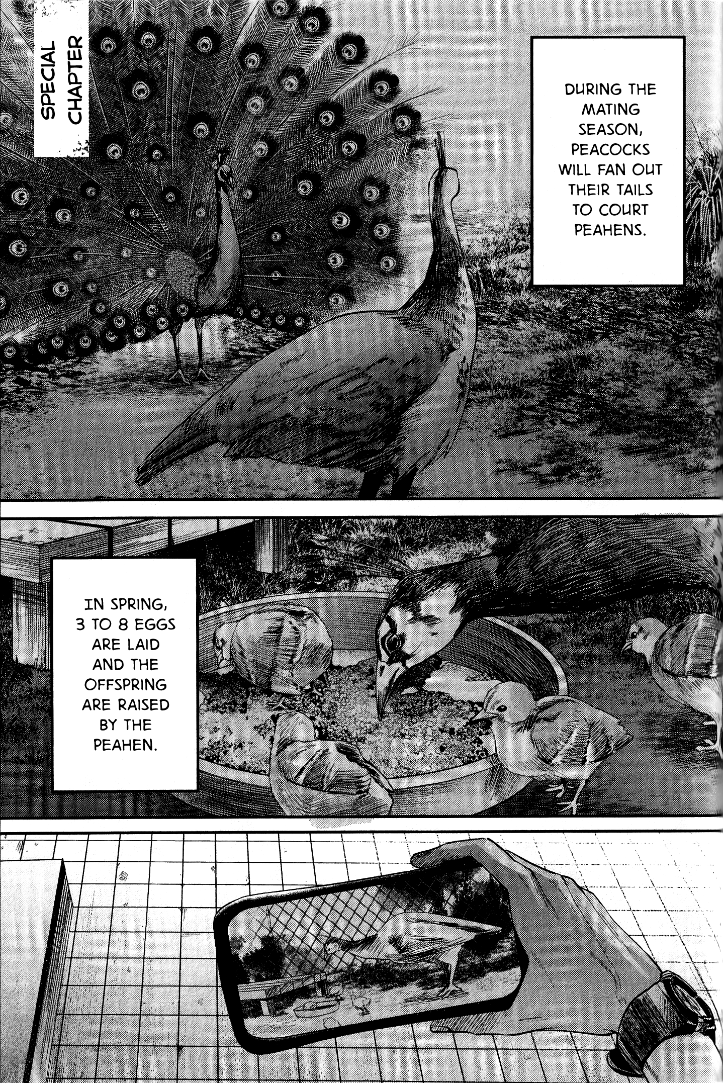 Read The Summer Hikaru Died EN Manga Online